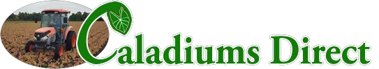 caladiumsdirect.com